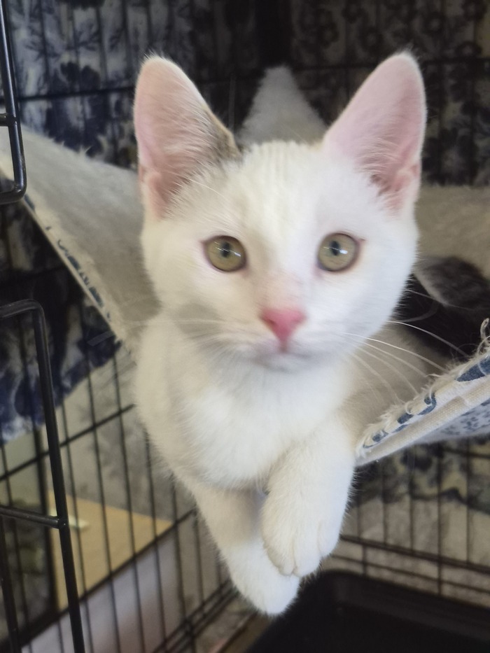 ����� �������, ���� ��� � �����