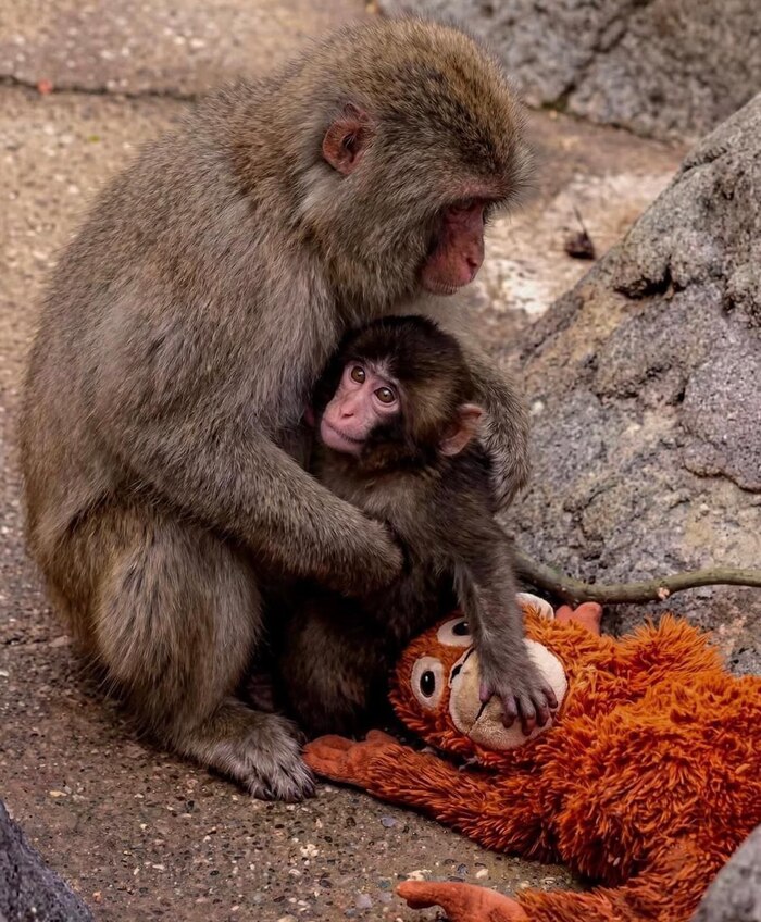 ����� ���� �������, ����� ���� ������