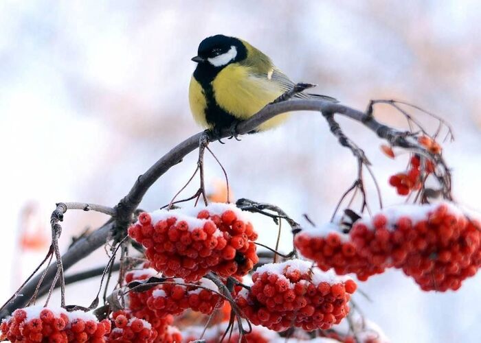 �������� ���������