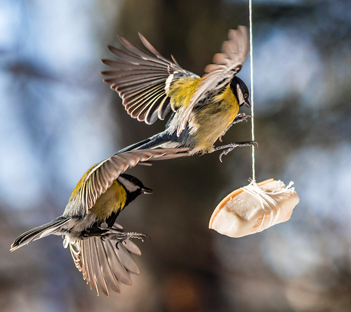 Колитесь, кто вешает сало для синичек на балкон.