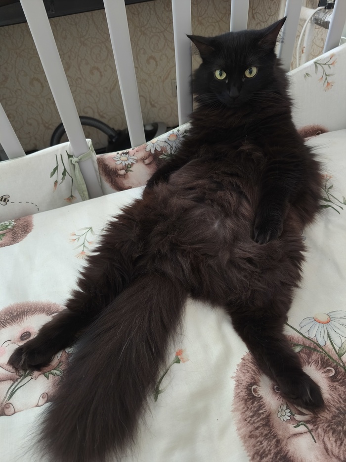 Где моё молоко в постель?