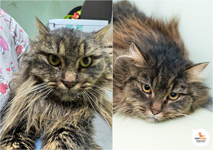 Кошка Канфаэль, 6 лет, приехала из монастыря.