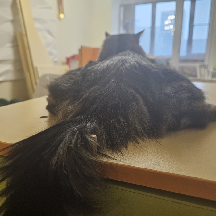 Я не толстый...