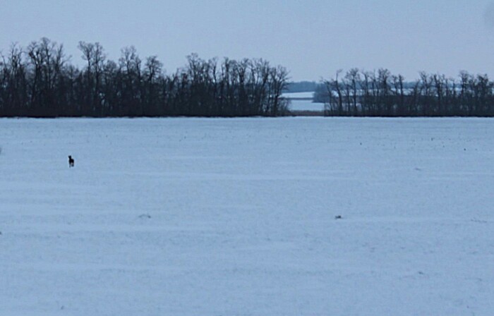 ������ ���� � �������