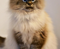 ������ ���