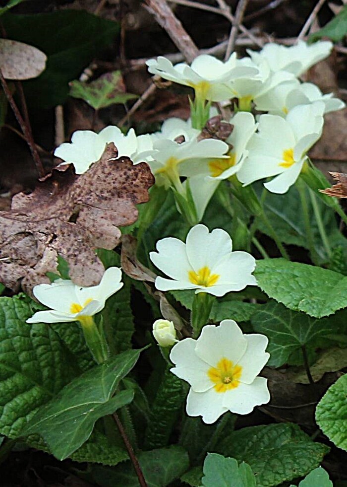 Примула белая