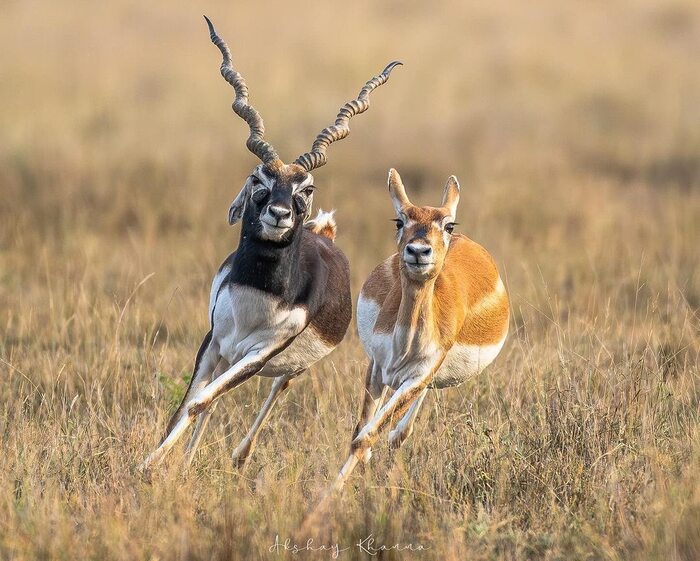 Самец и самка гарны