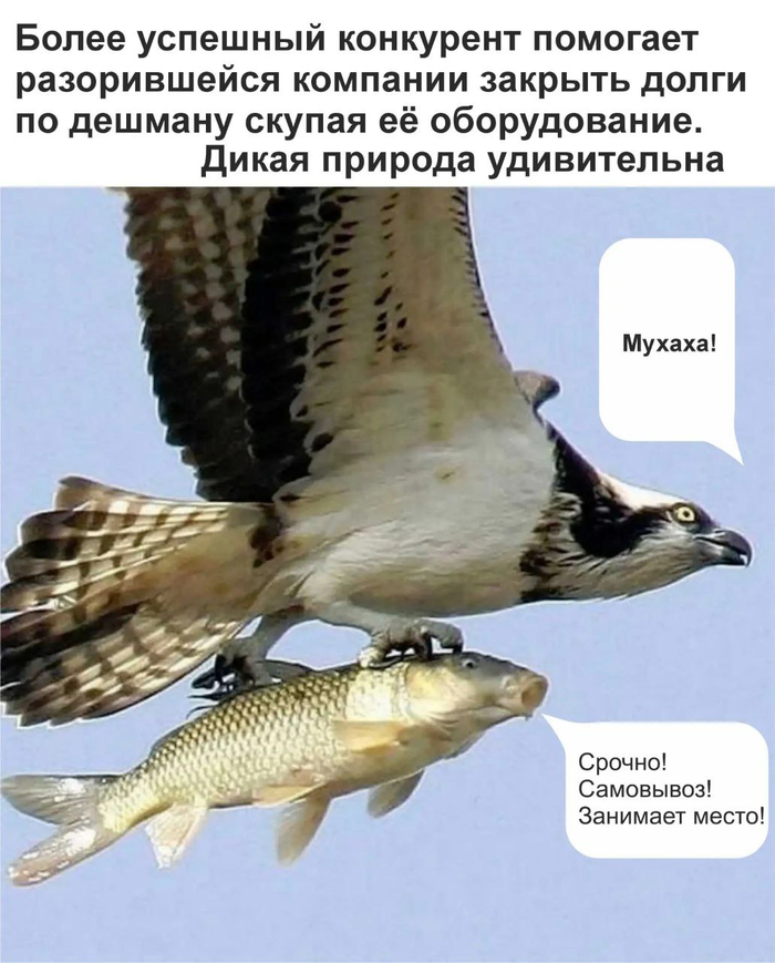 ���� �������� - �������� ����������