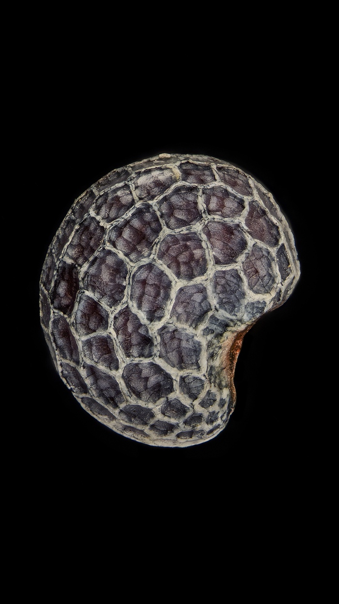 ������� ������� ��� �����������