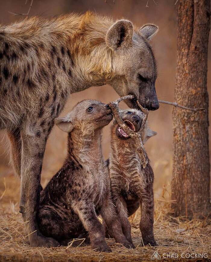 Ему тоже захотелось поиграть