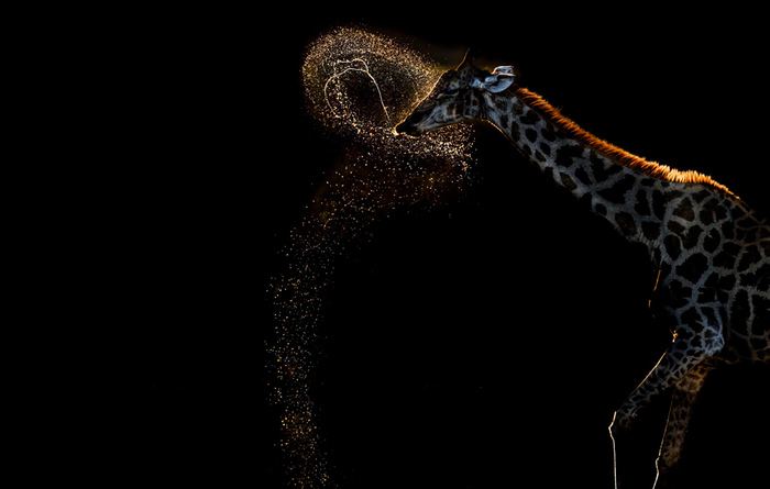 Победитель в категории "Поведение: млекопитающие". Жираф на реке Ботети в национальном парке Макгадикгади Пан в Ботсване.//Фото: Vaidehi Chandrasekar/World Nature Photography awards