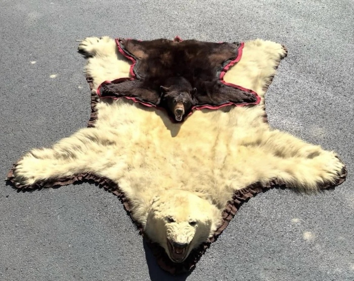 Сравнение размеров белого медведя и барибала