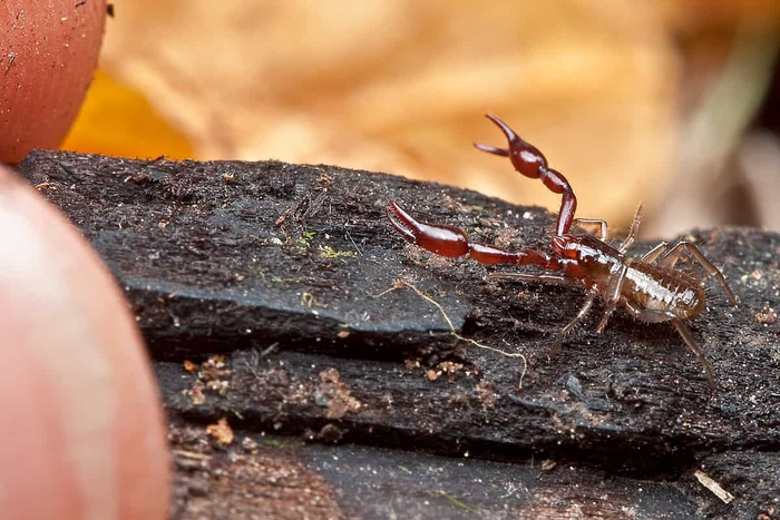 �� �����-�����, �������!