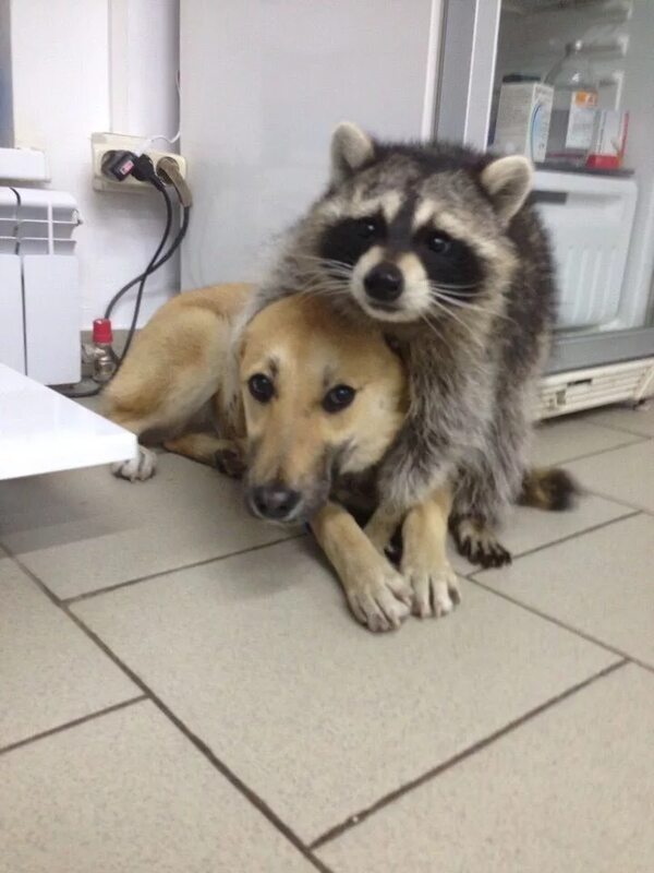 ����� ����, ������ ���� ���� - �������)