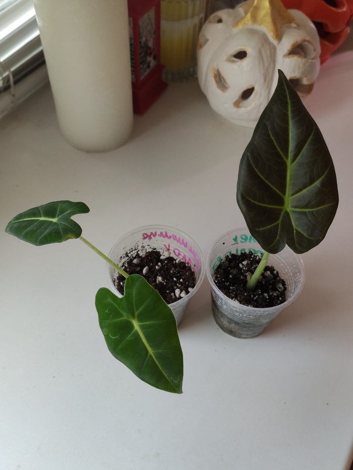 �������� � ׸���� �������