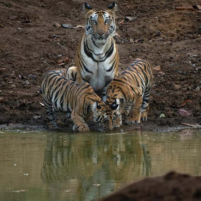 Пейте спокойно
