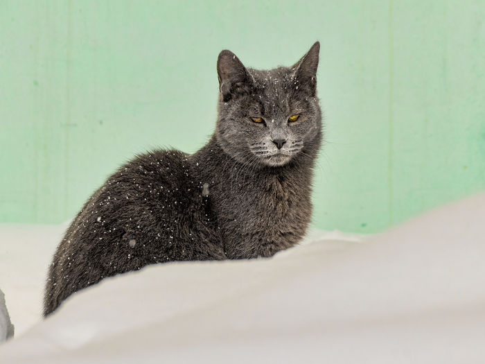 ����� ������