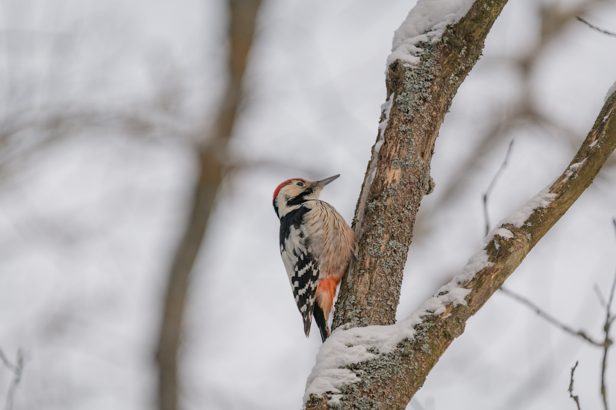 Woodpecker on a frosty morning - Series Photo hunting, My, Nikon, The photo, The nature of Russia, Vladimir region, Photo hunting, Great spotted woodpecker, Bird watching, Ornithology League, Ornithology