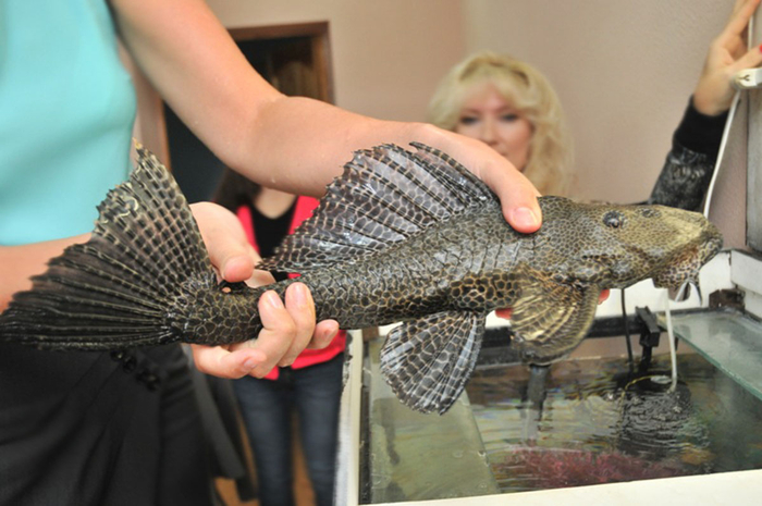 Взрослый птеригоплихт парчовый.