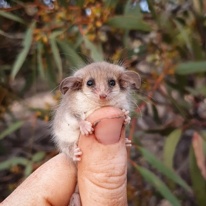 Тонкохвостый поссум