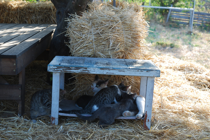 ��� ��� ��� ���������.