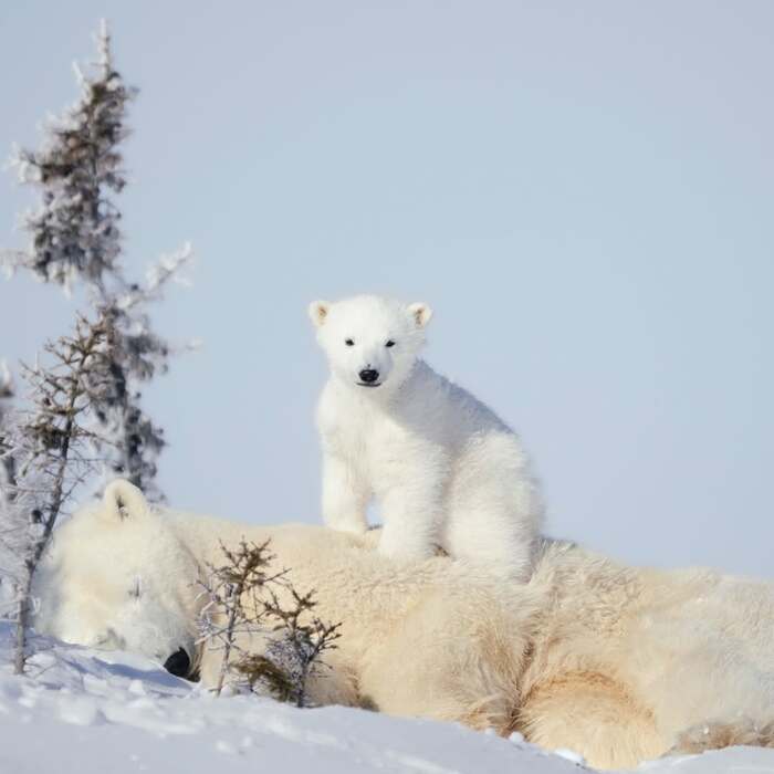 Мама спит, она устала