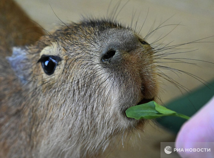 <a href="https://pikabu.ru/story/yapontsyi_gotovyi_menyat_kapibar_na_belyikh_medvedey_13751496?u=https%3A%2F%2Fru.wikipedia.org%2Fwiki%2F%25D0%259A%25D0%25B0%25D0%25BF%25D0%25B8%25D0%25B1%25D0%25B0%25D1%2580%25D0%25B0&t=%D0%9A%D0%B0%D0%BF%D0%B8%D0%B1%D0%B0%D1%80%D0%B0&h=4c8aadbb5fc491a8d5f01102448af304fe548605" title="https://ru.wikipedia.org/wiki/%D0%9A%D0%B0%D0%BF%D0%B8%D0%B1%D0%B0%D1%80%D0%B0" target="_blank" rel="nofollow noopener">Капибара</a>