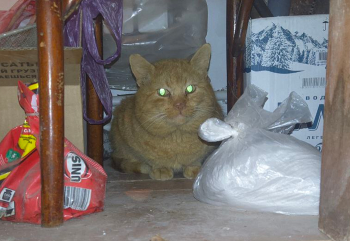 сижу под стулом, грею попу у батареи