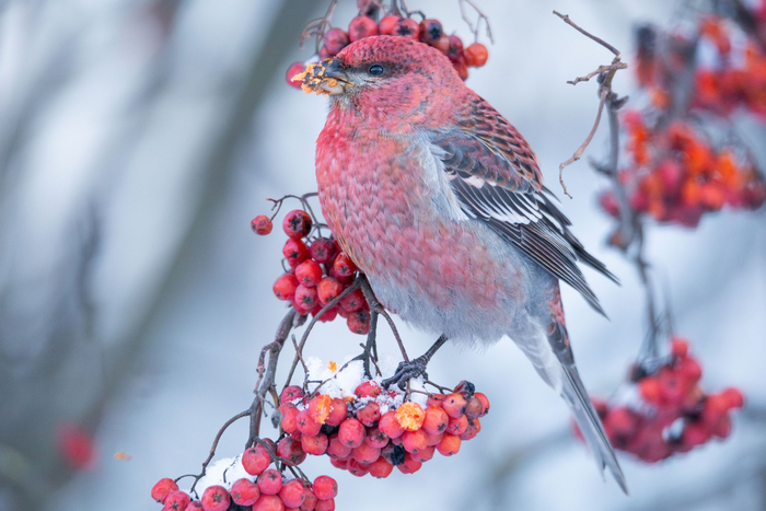 ����: ����� ������ <a href="https://pikabu.ru/story/redkiy_gost_s_severa_13753161?u=https%3A%2F%2Frtraveler.ru%2Fphoto%2F1480921%2F%3Fauthor_photos%3D1&t=%D0%BE%D1%82%D1%81%D1%8E%D0%B4%D0%B0&h=85cf56e992d5155bf12bc1e1b7d335954ee68a91" title="https://rtraveler.ru/photo/1480921/?author_photos=1" target="_blank" rel="nofollow noopener">������</a>