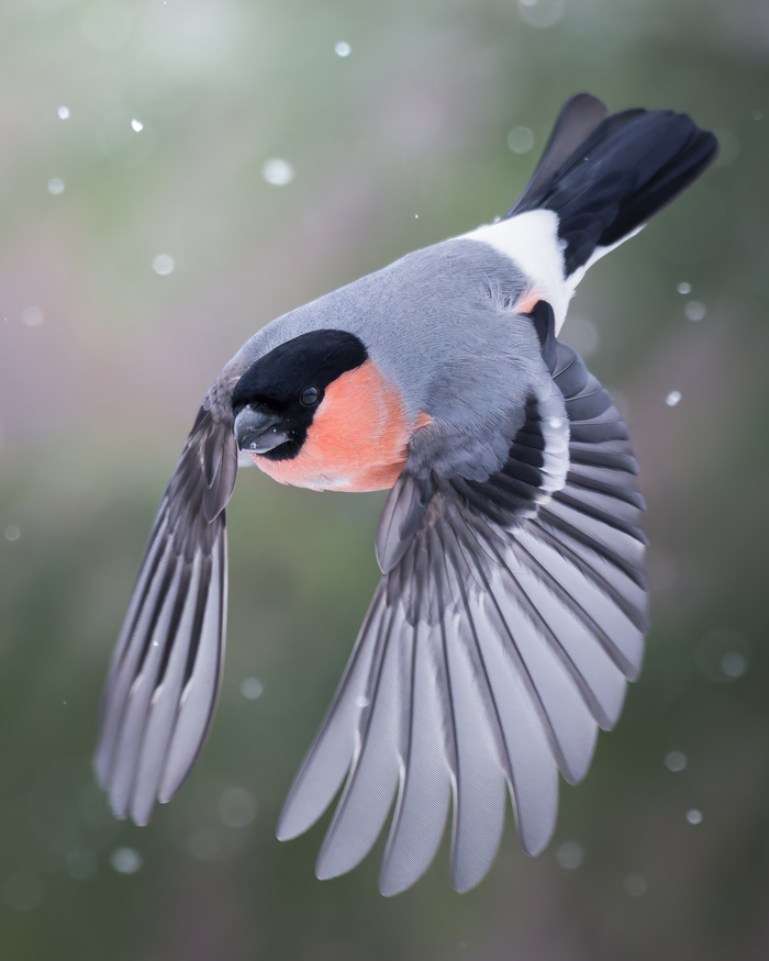 <a href="https://pikabu.ru/story/snegir_13753182?u=https%3A%2F%2Fru.wikipedia.org%2Fwiki%2F%25D0%25A1%25D0%25BD%25D0%25B5%25D0%25B3%25D0%25B8%25D1%2580%25D1%258C&t=%D0%A1%D0%BD%D0%B5%D0%B3%D0%B8%D1%80%D1%8C&h=57f4c3b67caedbb16f95f83b44596c0adf449842" title="https://ru.wikipedia.org/wiki/%D0%A1%D0%BD%D0%B5%D0%B3%D0%B8%D1%80%D1%8C" target="_blank" rel="nofollow noopener">�������</a> (Pyrrhula pyrrhula). ����: ������ ������� <a href="https://pikabu.ru/story/snegir_13753182?u=https%3A%2F%2Frtraveler.ru%2Fphoto%2F1481788%2F%3Feditorial_photos%3D1&t=%D0%BE%D1%82%D1%81%D1%8E%D0%B4%D0%B0&h=a8dffb484f4ff4c65181e39a28ff6be4aaef1e2d" title="https://rtraveler.ru/photo/1481788/?editorial_photos=1" target="_blank" rel="nofollow noopener">������</a>