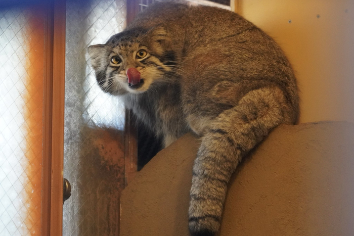 ������ ���?