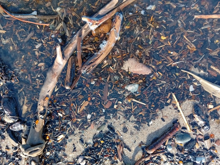 Когда собираешь янтарь из воды , его легче проверить на инклюзы.