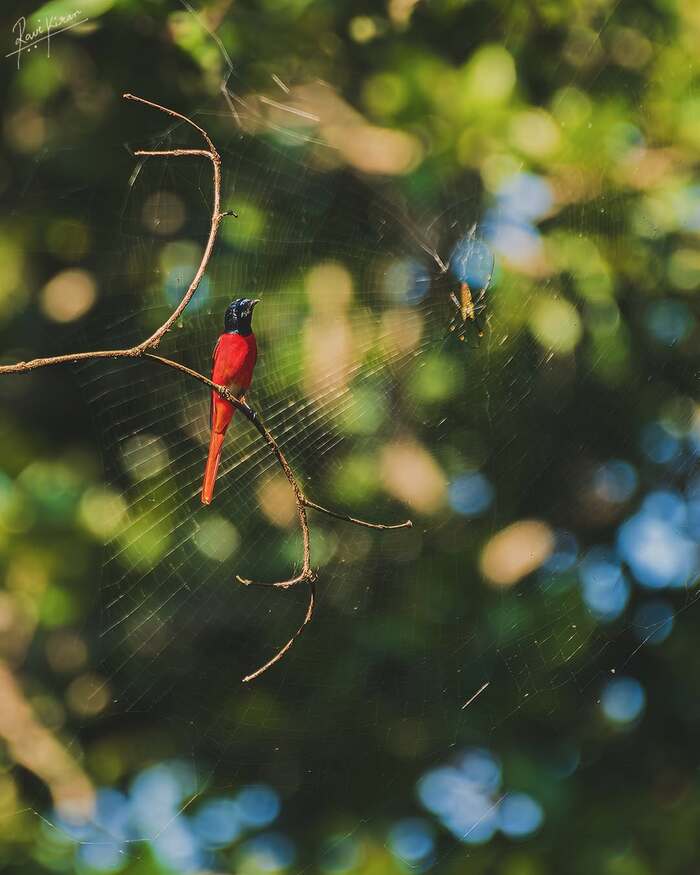 ������������� ������������� ���������