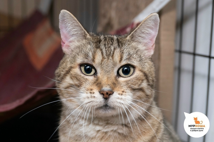 ����� ����, 4 ����, ������� �� �����.