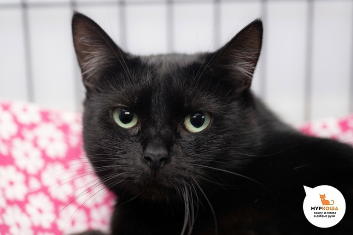 ����� ��������, 2 ����, �������� � ����������.