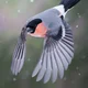 ������ ������������ SnegirevS