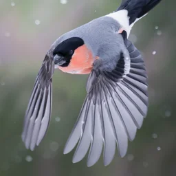 SnegirevS