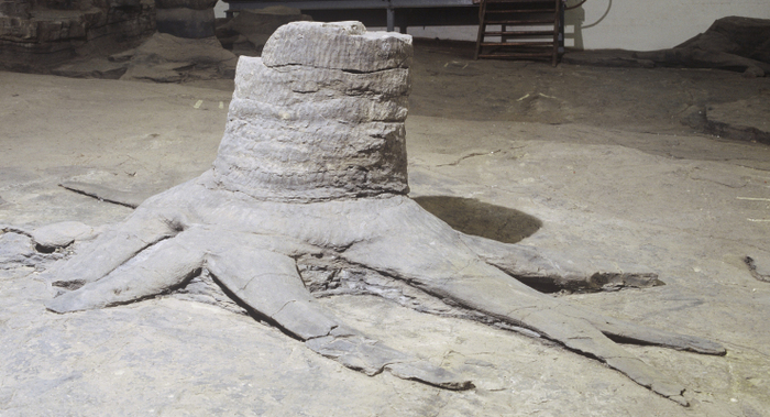 ���������� ���� ��������������. ���� ����� <!--noindex--><a href="https://pikabu.ru/story/muzey_pney_lepidodendronov_13758746?u=http%3A%2F%2Ffossilgroveglasgow.org&t=fossilgroveglasgow.org&h=0ade094033855328246a9cf121e12fce83261417" title="http://fossilgroveglasgow.org" target="_blank" rel="nofollow noopener">fossilgroveglasgow.org</a><!--/noindex-->. ��� �D ������ ����� ���������� �� ������ <!--noindex--><a href="https://pikabu.ru/story/muzey_pney_lepidodendronov_13758746?u=https%3A%2F%2Fsketchfab.com%2F3d-models%2Ffossil-grove-glasgow-tree-7-afdb41ea95b04f91bfb7e37f56a4d096&t=https%3A%2F%2Fsketchfab.com%2F3d-models%2Ffossil-grove-glasgow-tree-7-...&h=4d356cf54814c89862ec512279ad4af4e008ea75" title="https://sketchfab.com/3d-models/fossil-grove-glasgow-tree-7-afdb41ea95b04f91bfb7e37f56a4d096" target="_blank" rel="nofollow noopener">https://sketchfab.com/3d-models/fossil-grove-glasgow-tree-7-...</a><!--/noindex--> 