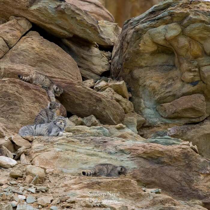 �� ����� ���������� ���� ��������