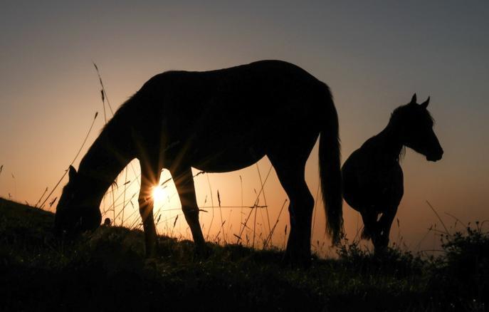 © Валерий Шарифулин/ ТАСС