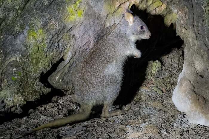 Северный беттонг