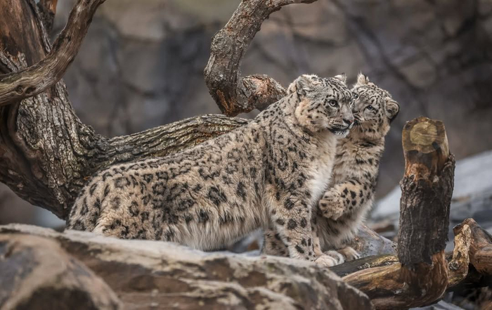 ������� ����� ������� ����, �������� ��������� ������