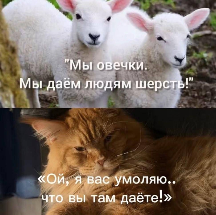 ��� �����������, ����������