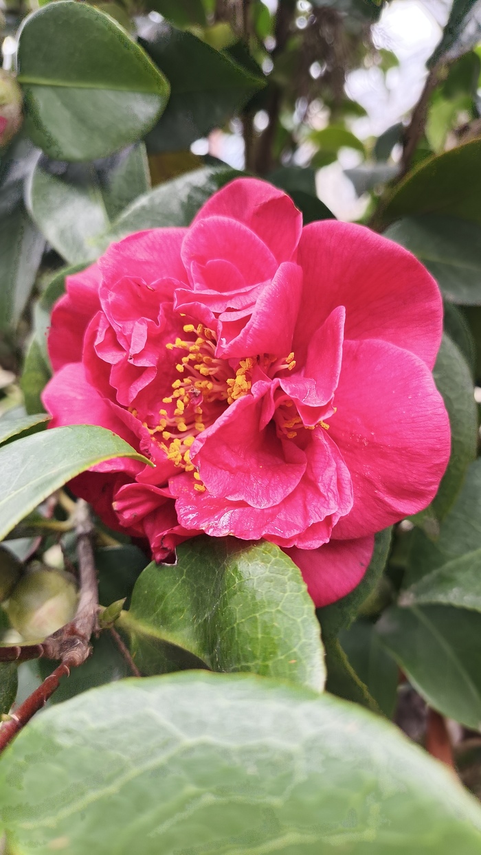Камелия японская