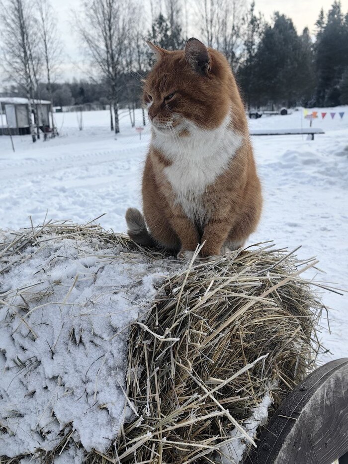 ������� ����