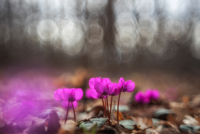 �������� ����