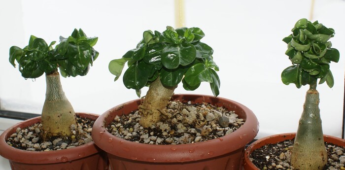 ���� �����, ���� �������� ��������� �� ��������� ��� �������, �������, ����� �����: