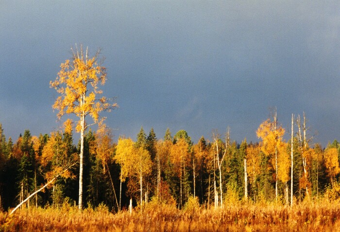 А вообще осенью в северных лесах бывает не только мокро и холодно, но и очень красиво.