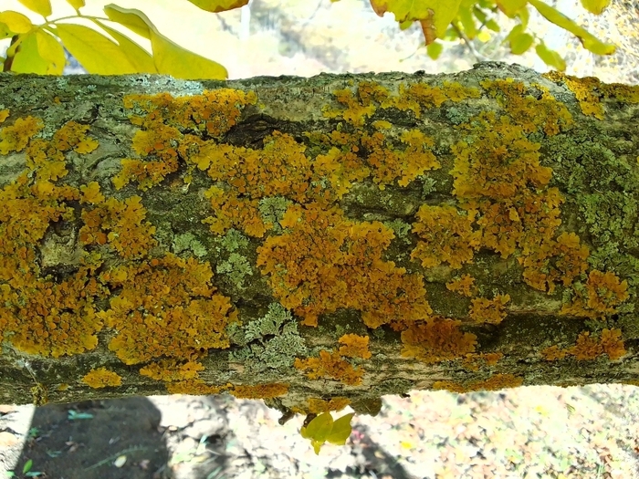 ������ ����������. ���