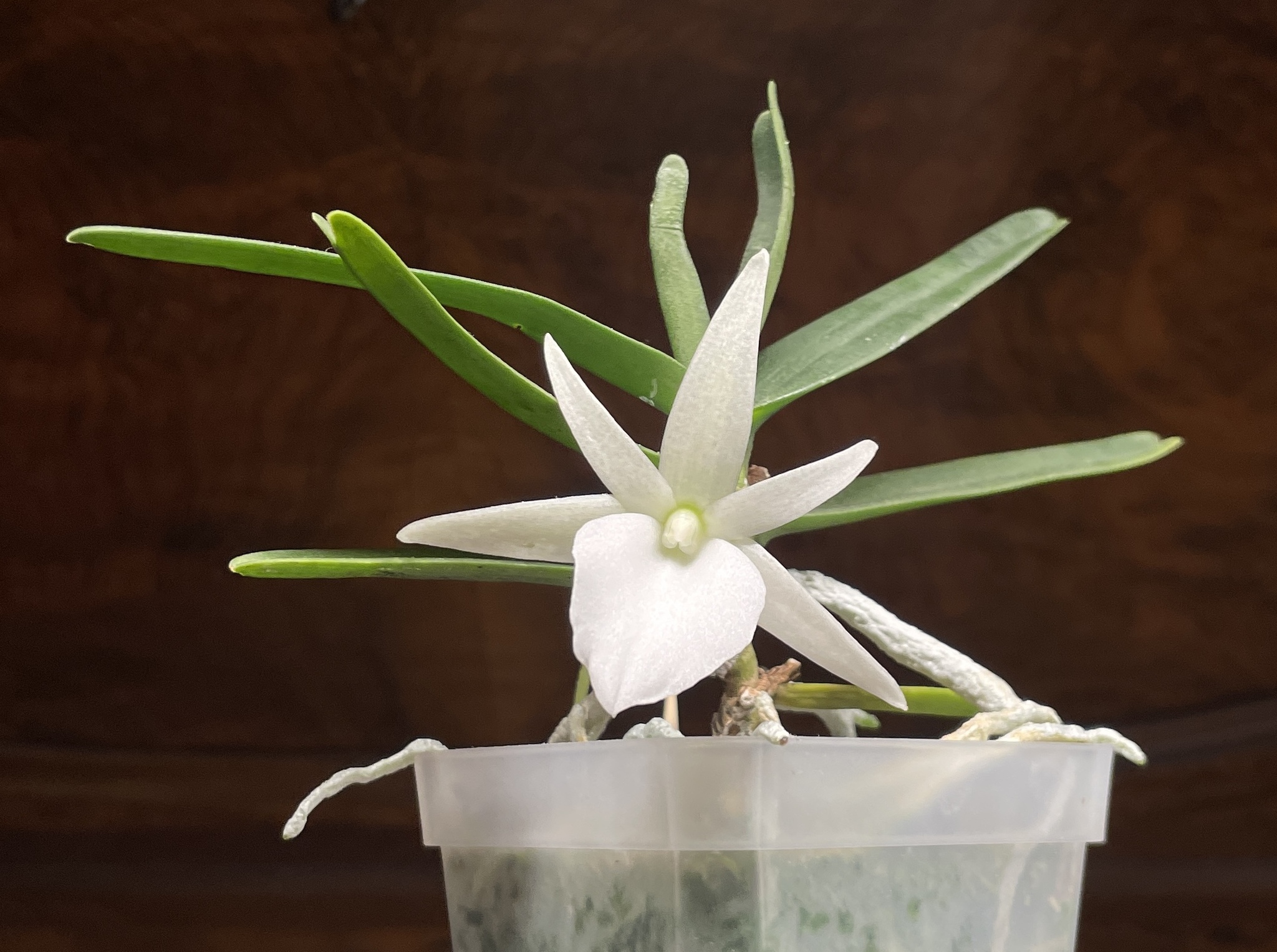 February Blossoms - Series Photos of my flowering plants, My, Flowers, Bloom, Orchids, The photo, Longpost